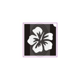 Orchidea (csss0242)