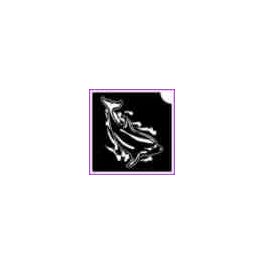 Delfin (csss0554)