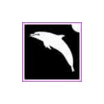 Delfin (csss0565)