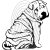 Shar pei 2. - falmatrica
