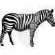 Zebra - falmatrica