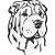 Shar pei fej 1. - falmatrica