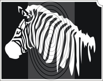 Zebra (css_orias_0004)