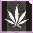 Kender, cannabis levél (csss0052)
